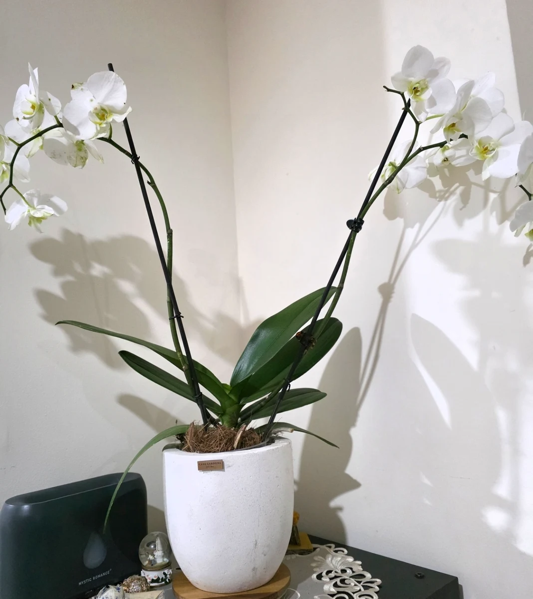 Orquídea falsa 